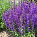 Salvia nemorosa Sensation Deep Blue Szałwia omszona -  Rośliny od Ogrodnika