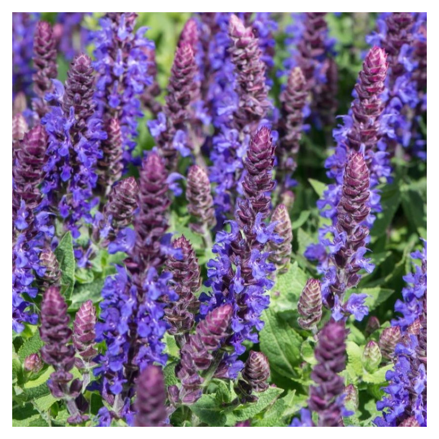Salvia nemorosa Sensation Deep Blue Szałwia omszona -  Rośliny od Ogrodnika