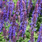Salvia nemorosa Sensation Deep Blue Szałwia omszona -  Rośliny od Ogrodnika