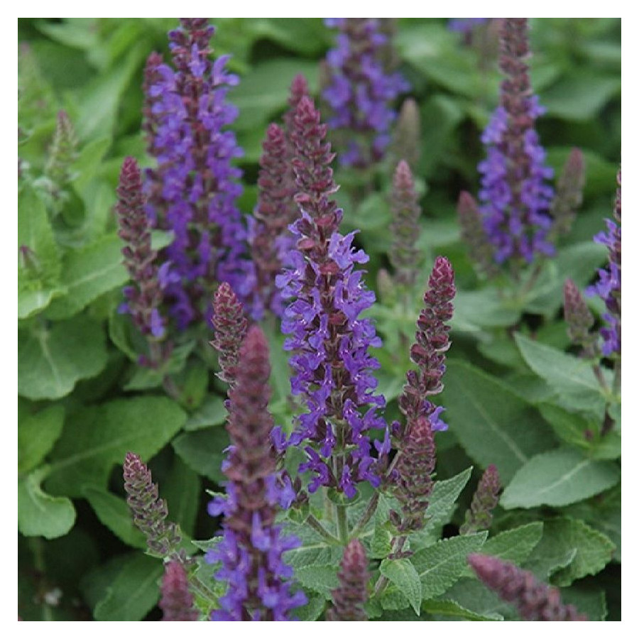 Salvia nemorosa Sensation Deep Blue Szałwia omszona -  Rośliny od Ogrodnika