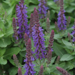 Salvia nemorosa Sensation Deep Blue Szałwia omszona -  Rośliny od Ogrodnika