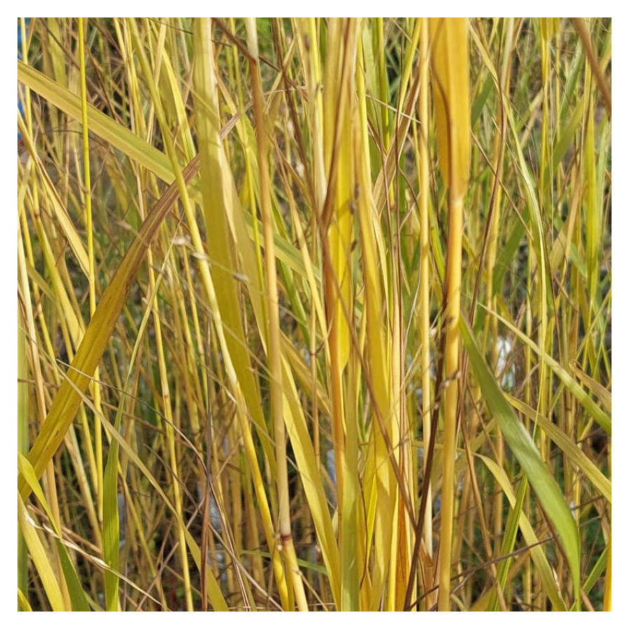 Panicum Diwal