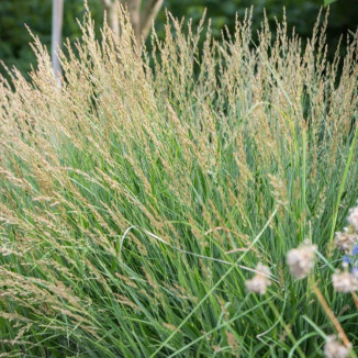 Calamagrostis splendens...