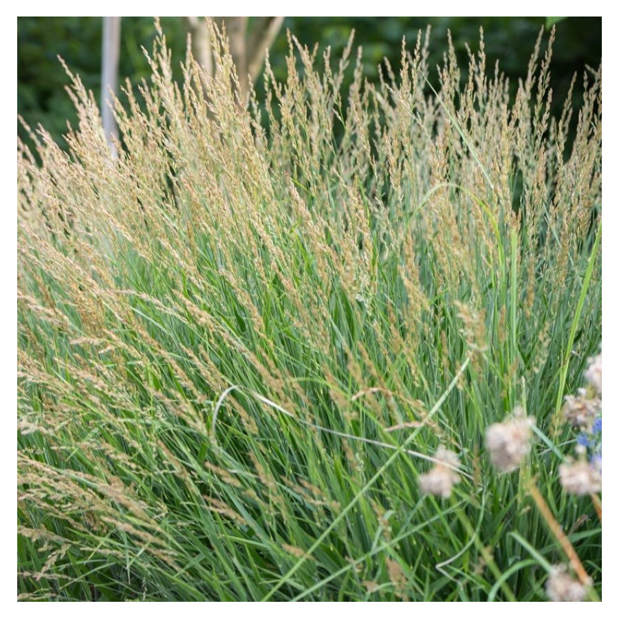 Calamagrostis acutiflora Avalanche Trzcinnik ostrokwiatowy