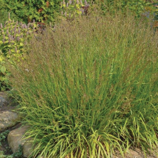 Calamagrostis acutiflora...