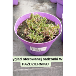 Phlox subulata Bavaria Floks szydlasty