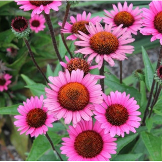 Echinacea Fatal Attraction...