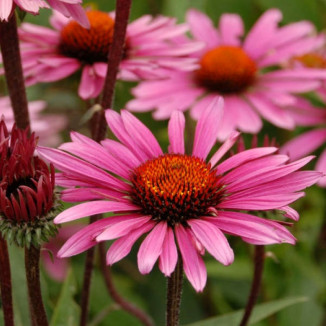 Echinacea Fatal Attraction...