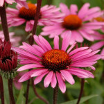 Echinacea Fatal Attraction Jeżówka