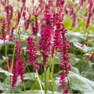 Persicaria Amplexicaulis...