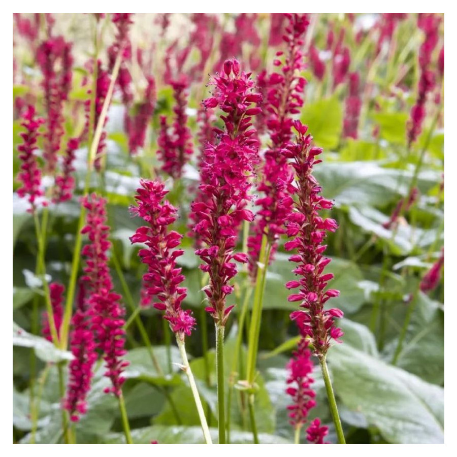 Persicaria Amplexicaulis Ample Vibrant Red rdest himalajski