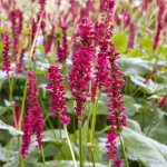 Persicaria Amplexicaulis Ample Vibrant Red rdest himalajski