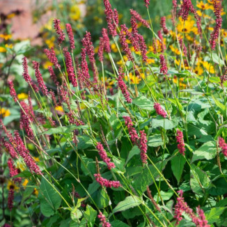 Persicaria Amplexicaulis...