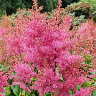 Astilbe japonica America...