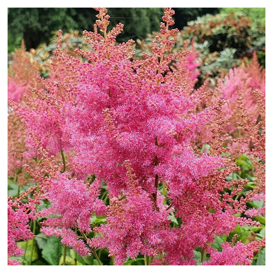 Astilbe japonica America Tawułka japońska