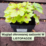 Heucherella Catching Fire Żuraweczka