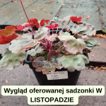 Heuchera Fire Chief Żurawka