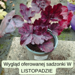 Heuchera Grape Expectations Żurawka