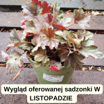 Heucherella Pink Revolution Żuraweczka (Żurawka)