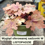 Heucherella Sweet Tea Żuraweczka