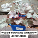 Heuchera World Caffe Vienna Żurawka