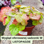 Heuchera Delta Dawn Żurawka