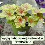 Heuchera Electra Żurawka