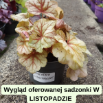 Heuchera Champagne Żurawka