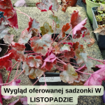 Heuchera Can Can Żurawka