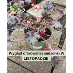 Heuchera World Caffe Expresso Żurawka