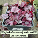 Heuchera Rose Quartz Żurawka