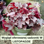 Heuchera Silver Scrolls Żurawka