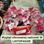 Heuchera World Cafe Corretto Żurawka