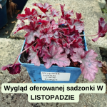 Heuchera World Cafe Corretto Żurawka