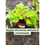 Heuchera Lime Rickey Żurawka