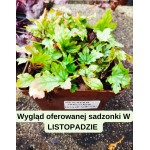 Heuchera sanguinea Leuchtkafer Żurawka krwista