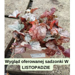 Heucherella Gunsmoke Żuraweczka