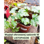 Heuchera Paris Żurawka