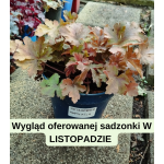 Heucherella Hopscotch Żuraweczka