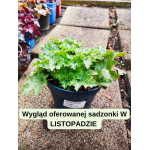 Heuchera Lime Swizzle Żurawka