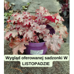 Heuchera World Caffe Americano Żurawka