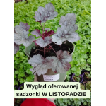 Heuchera Silver Gumdrop Żurawka