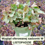 Heucherella Gold Zebra Żuraweczka