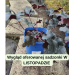 Heuchera Black Pearl Żurawka