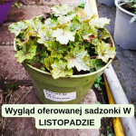 Heuchera Rex Peppermint Żurawka