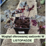 Heuchera Black Taffeta Żurawka