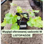 Heuchera World Caffe Lime Americano Żurawka