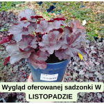 Heuchera Obsidian Żurawka