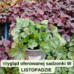 Heuchera Peppermint  Spice Żurawka