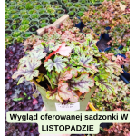 Heucherella Tapestry Żuraweczka